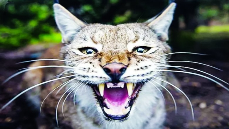 Egyptian wildcat attacks Israeli soldiers at Army Base