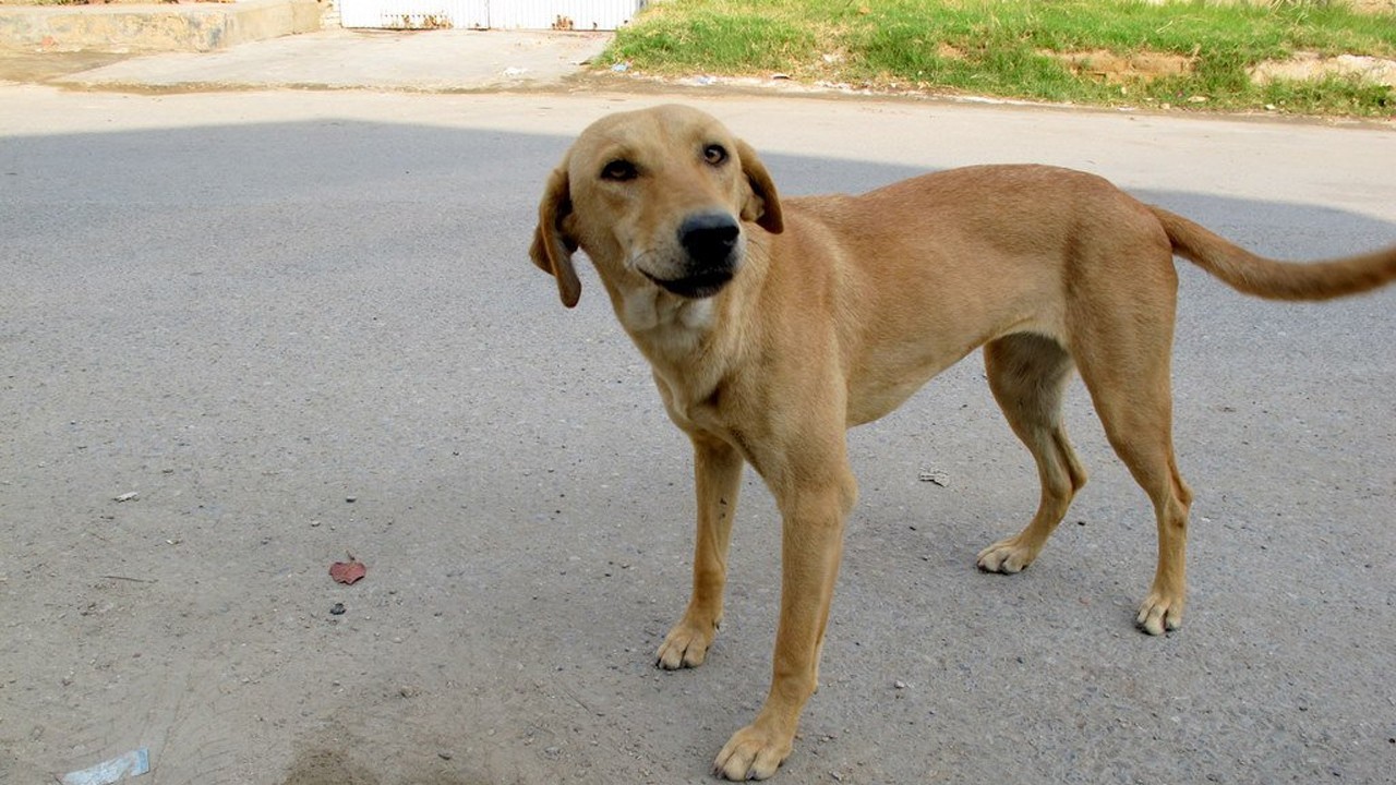 LHC halts dog culling campaign