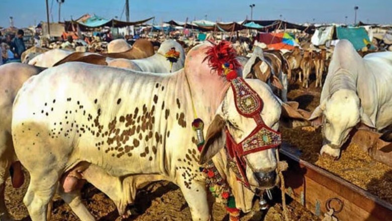 Karachi Cattle Market to open on April 19