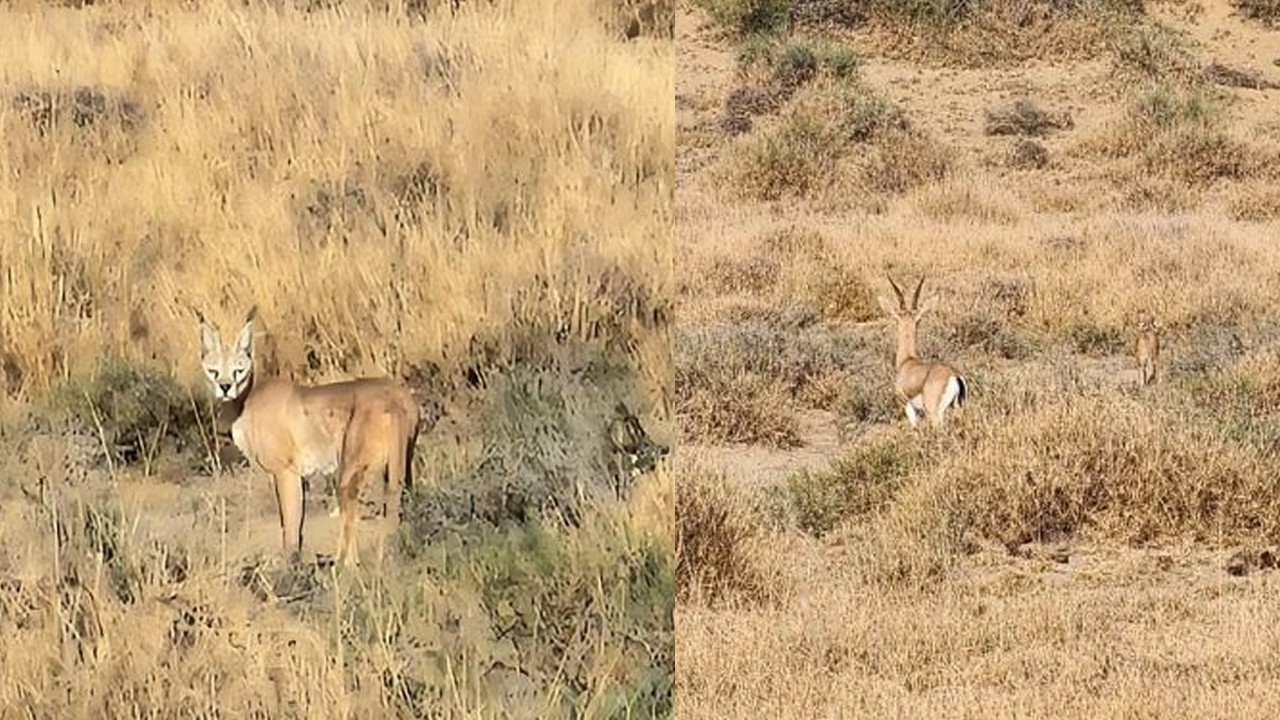 Rare Caracal cat spotted in Cholistan desert for first time