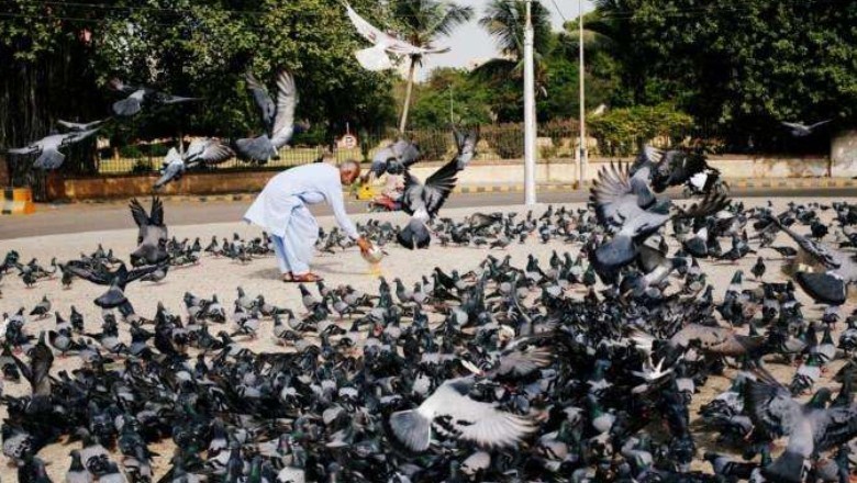 Karachi sees rise in pigeon-related lung disease