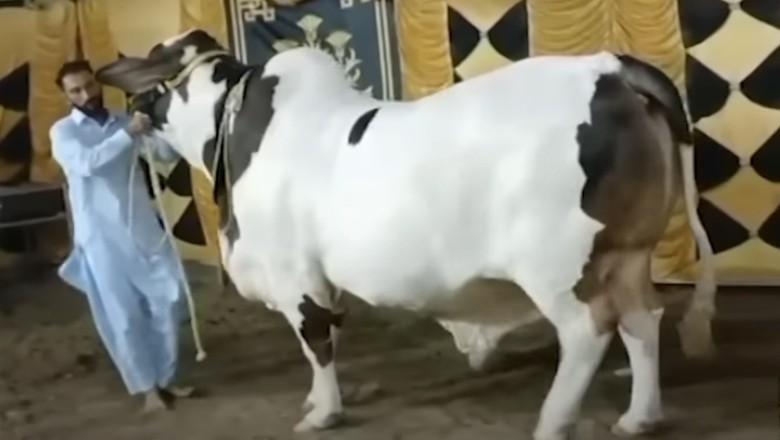 Hyderabad’s 40-maund mull 'JF-17 Thunder' sold for Rs5 mln