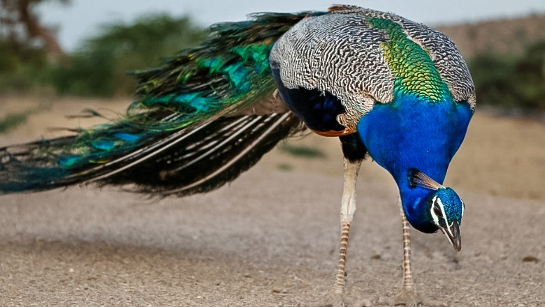 Over 100 peacocks die in Tharparkar amid rising temperatures