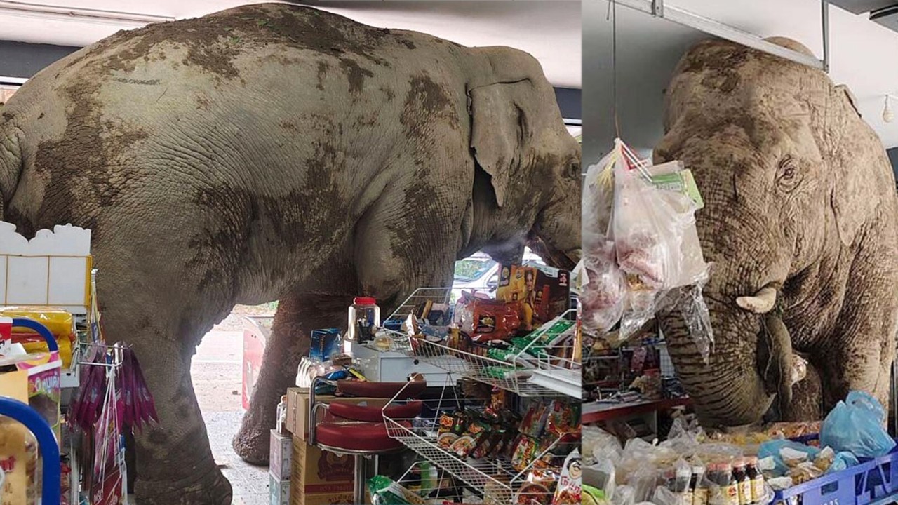 VIDEO: Hungry elephant raids food store in Thailand