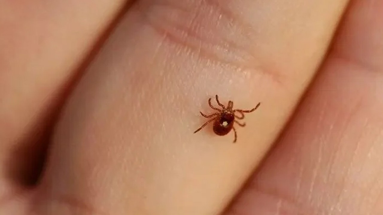 Sindh reports first Congo fever death of 2025