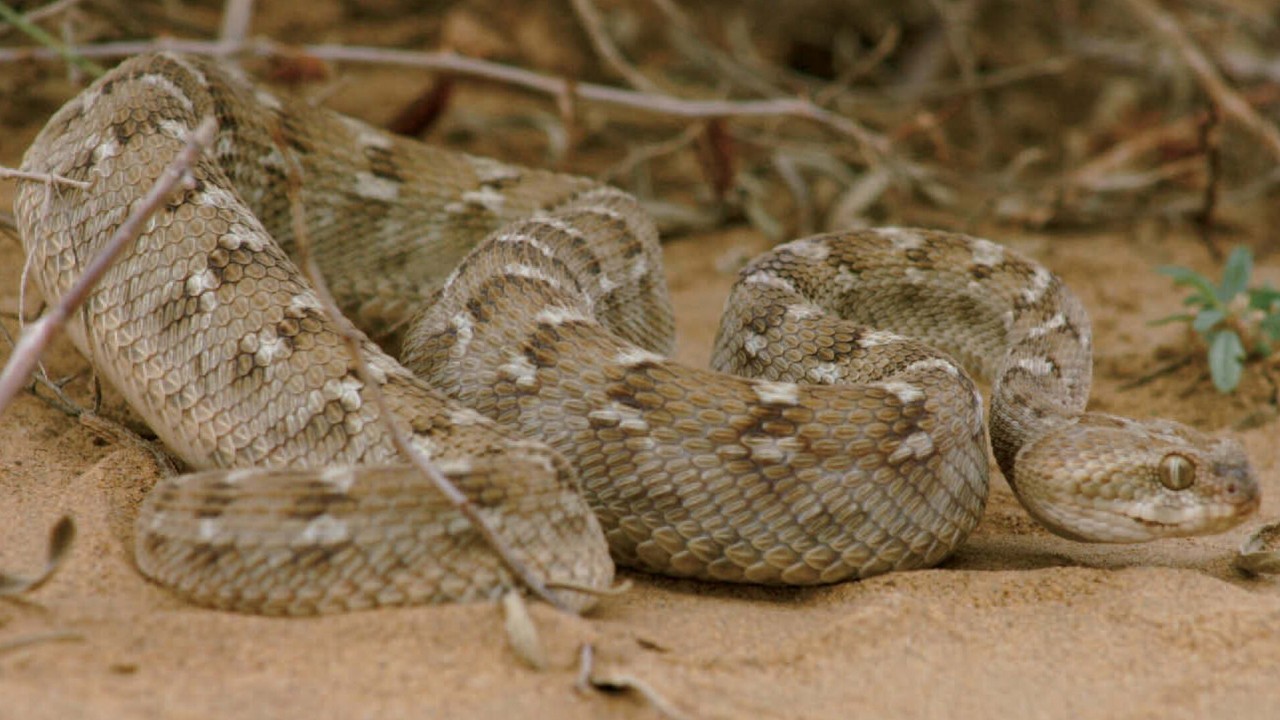 Around 200 people bitten by snakes in Thar after monsoon rains