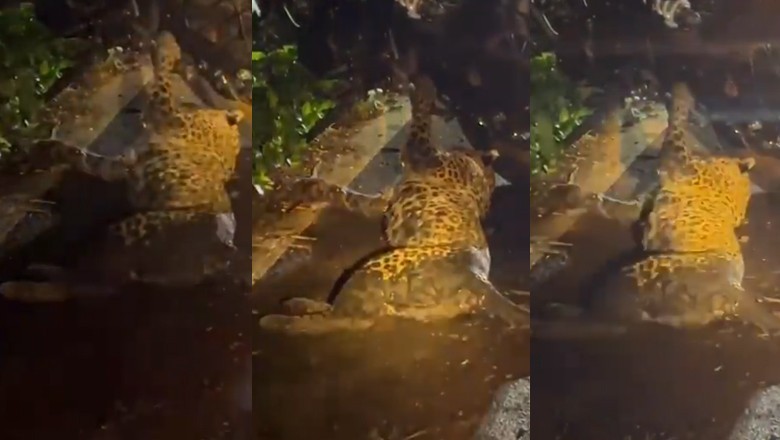 Second leopard mauling reported within a day after deadly attack on minor girl in AJK village