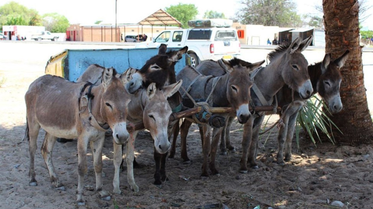 NA body shows concern over donkey meat sale in Pakistan