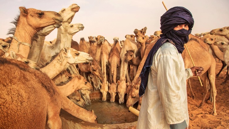 Landowner kills two camels over crop trespassing in Cholistan