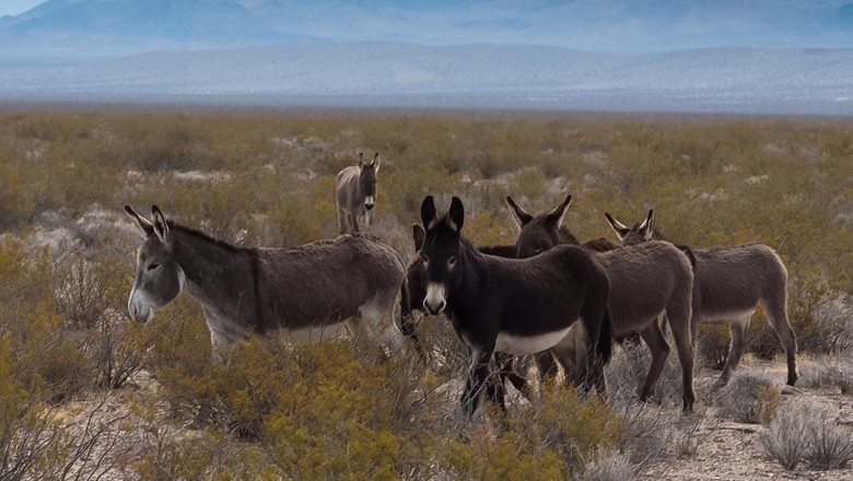 Punjab tops list in donkey population, Balochistan records lowest