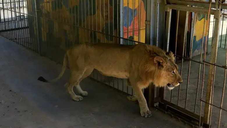 Wildlife department rescues 6 lions trapped in Lahore flood
