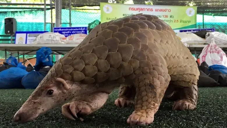 Man arrested for throwing Pangolin into floodwaters in Narowal