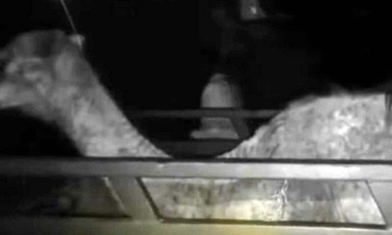 Sukkur landlord drags camel with tractor for damaging crops