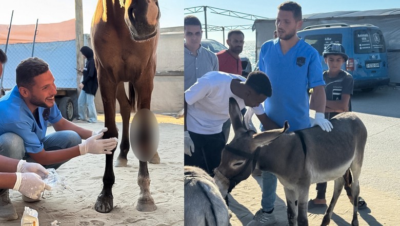 Only veterinarian in north Gaza killed in Israeli assault during ceasefire