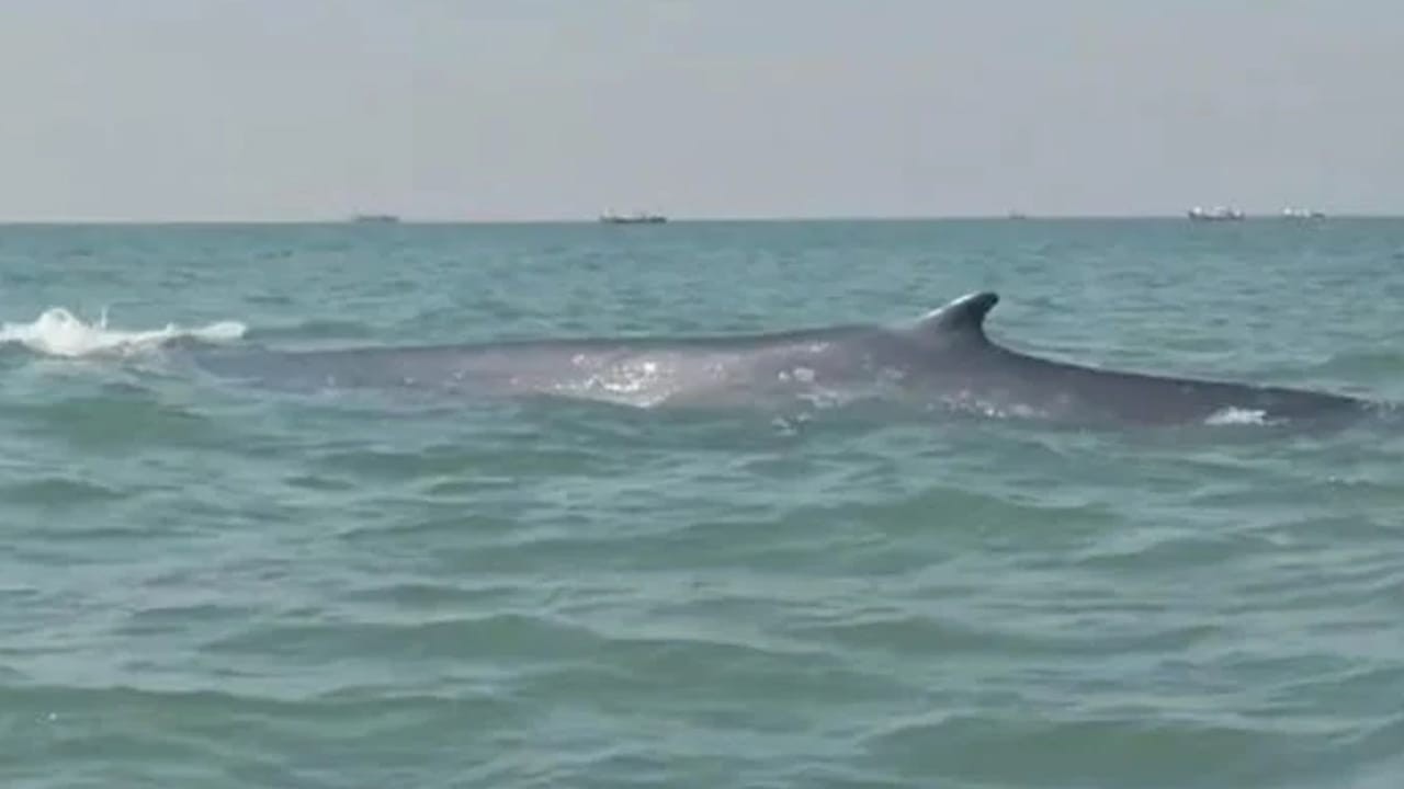 Four Bryde’s whales spotted off Gwadar coast, WWF-Pakistan confirms